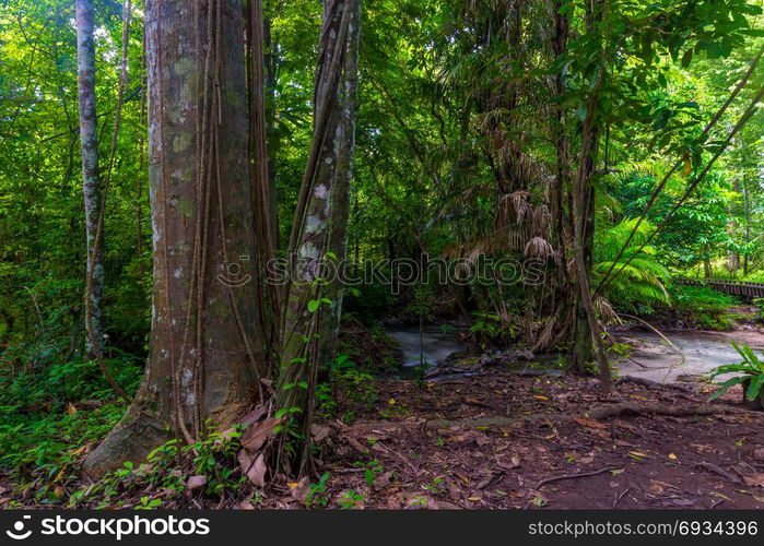 horizontal landscape - tropical forest of Thailand