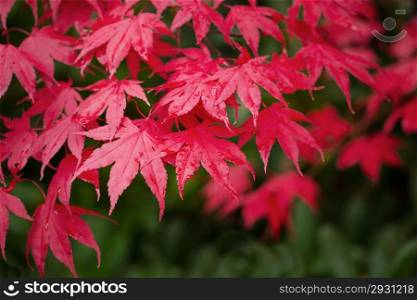 Horizontal photo, focus on front leaves, of red maples in autumn colors with deep plush green background