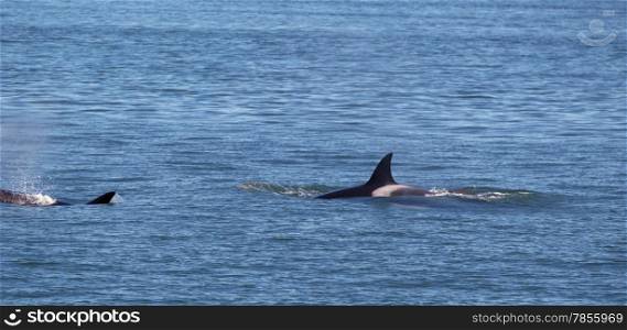 Horizontal photo of a two young adult Orca Whales, following each other, within the San Juan Islands on a beautiful summer day
