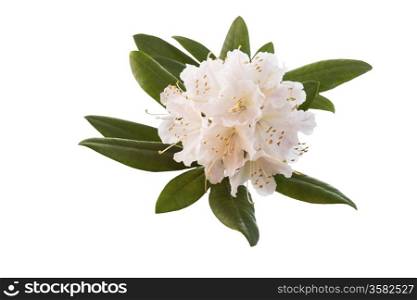 Horizontal photo of a White and Pink Rhododendron flower on white background