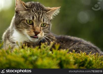 Horizontal photo of cat face, with tongue sticking out, outdoors on top of evergreen bush and blurred out trees in background