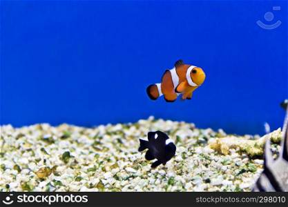 Horizontal photo of clown fish on aquarium bottom
