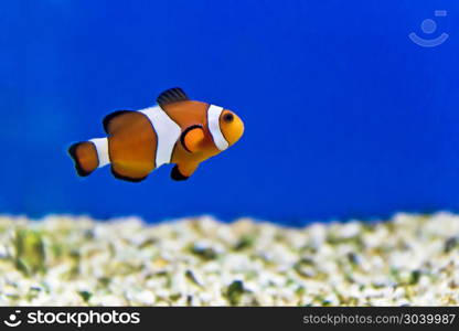 Horizontal photo of clown fish on aquarium bottom. Aquarium fishes in salt water