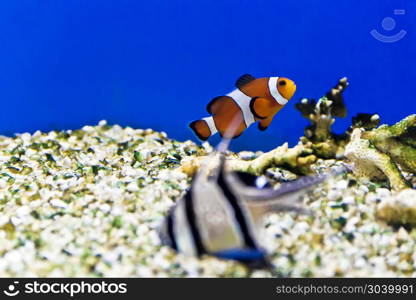 Horizontal photo of clown fish on aquarium bottom. Aquarium fishes in salt water