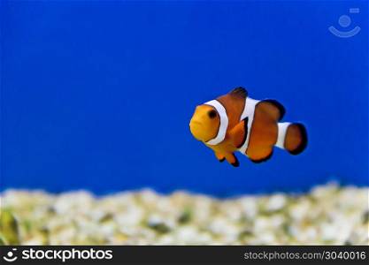 Horizontal photo of clown fish on aquarium bottom. Aquarium fishes in salt water