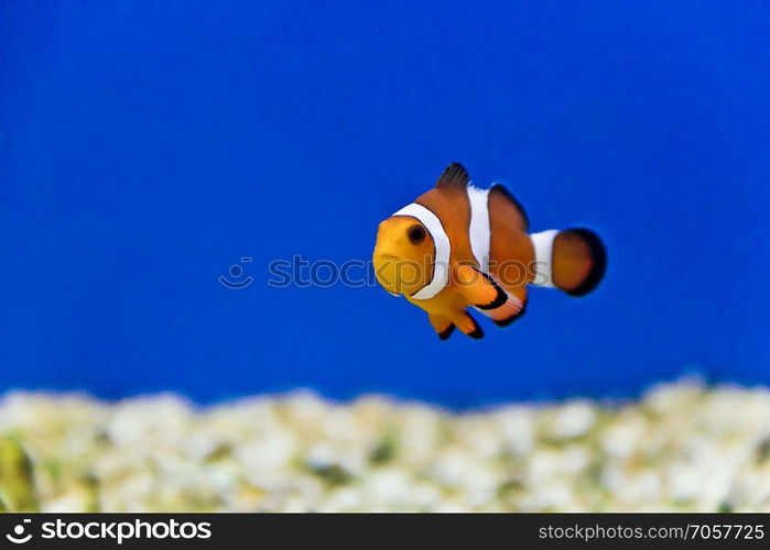 Horizontal photo of clown fish on aquarium bottom. Aquarium fishes in salt water