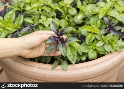 Horizontal photo of female holding fresh sweet dark leaf basil with pot in background