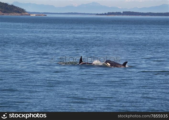 Horizontal photo of two young adult Orca Whales chasing each other in the San Juan Islands with the Cascade Mountains in the background on a beautiful summer day
