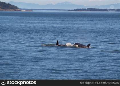 Horizontal photo of two young adult Orca Whales chasing each other in the San Juan Islands with the Cascade Mountains in the background on a beautiful summer day