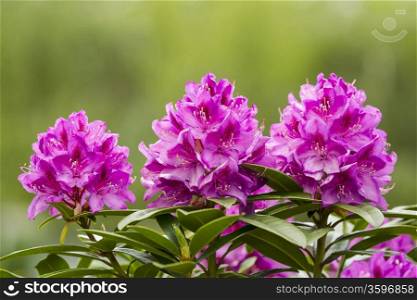 Horizontal photo of Washington State Coast Rhododendron flower located in Pacific Northwest of the United States with bright green background