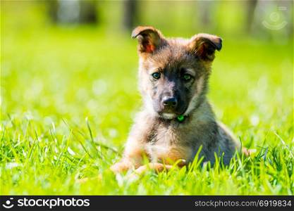 horizontal portrait of a puppy in a park on green grass on a summer day