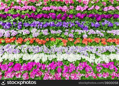 Horizontal rows of flowers with many different colours