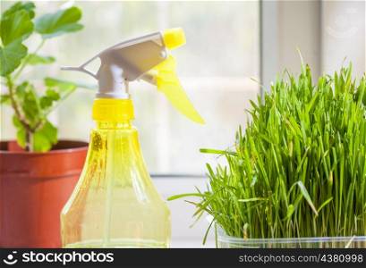 horizontal shot - grass in container and yellow sprayer on the windowsill closeup indoors