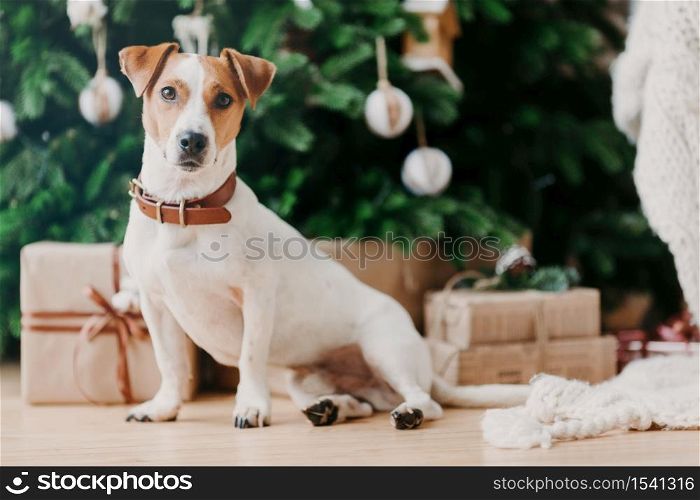 Horizontal shot of adorable pet sits on floor near decorated Christmas tree, gift boxes, looks somewhere into distance. New Year time and celebration.