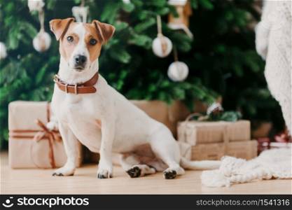 Horizontal shot of adorable pet sits on floor near decorated Christmas tree, gift boxes, looks somewhere into distance. New Year time and celebration.