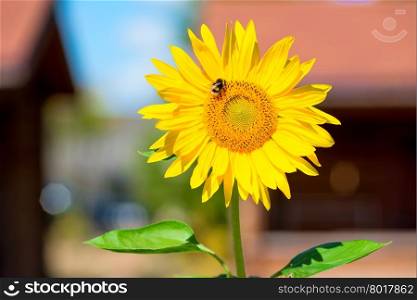horizontal shot of bumblebee on a flower sunflower