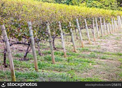 Horizontal shot of central american vineyard in the mountain foothills