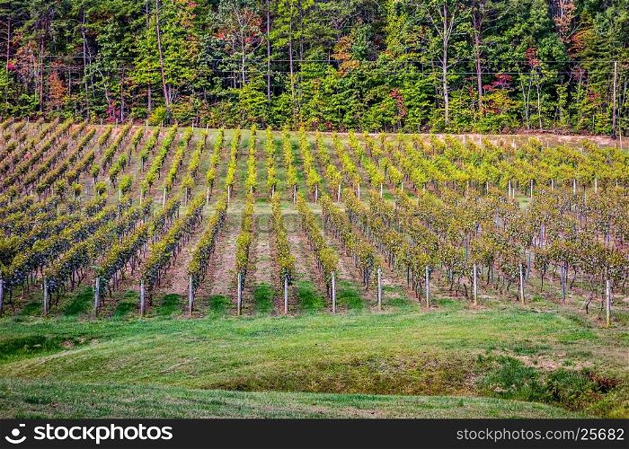 Horizontal shot of central american vineyard in the mountain foothills