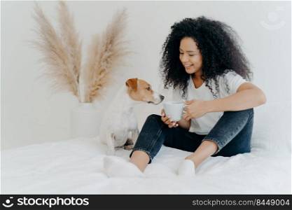 Horizontal shot of happy Afro American woman spends leisure time with dog, feels comfort, poses on bed with white bedclothes. Jack rusell terrier smells aromatic drink from mug, sits near owner