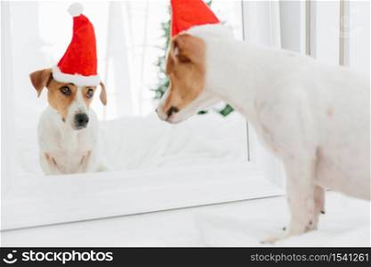 Horizontal shot of pedigree dog looks in mirror at itself, wears red Sant Claus, anticipates for Christmas or New Year. Holiday attributes