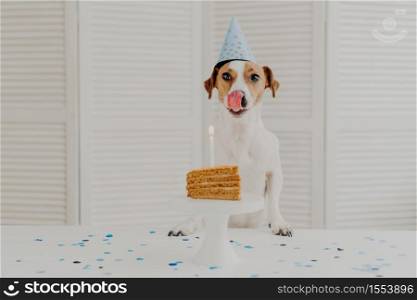 Horizontal shot of small dog being on birthday party, poses near piece of delicious cake with candle, shows tongue as wants to eat, wears festive cone hat. Festive event and celebration concept