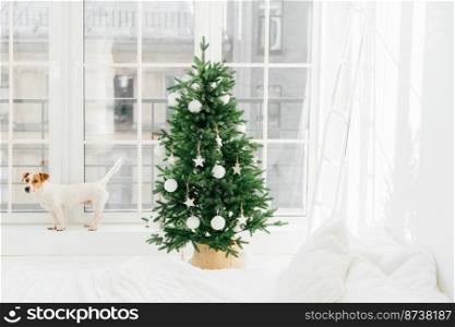 Horizontal shot of small dog poses on windowsill of big window in bedroom, beautiful decorated New Year tree stands near. Christmas bedroom interior
