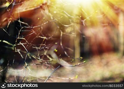 Horizontal spring branches with light leak bokeh background