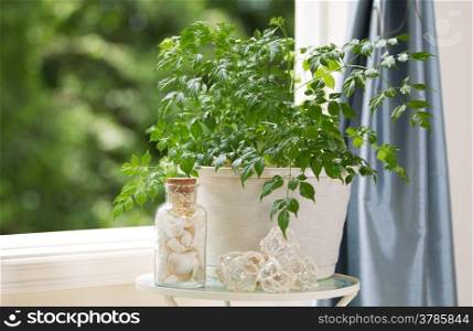 Horizontal view of home plant with decorations on small table next to open window with daylight coming through and blurred out trees in background