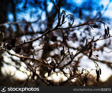 Horizontal vivid autumn tree branches bokeh background backdrop