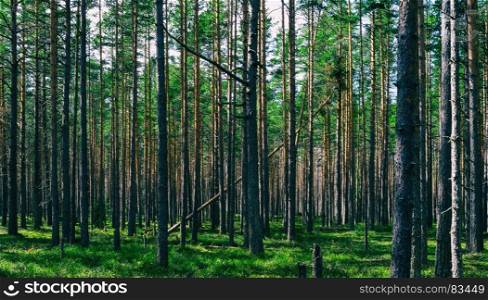 Horizontal vivid symmetric forest wood composition background backdrop. Horizontal vivid symmetric forest wood composition background ba