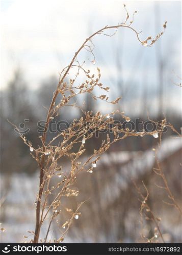 Horizontal wintertime close-up image of a bright-lit bent-grass covered with frozen water-drops. Image with shallow depth of field and blurred background.