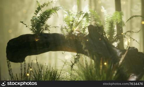 horizontally bending tree trunk with moss and ferns growing on it, and sunlight shining. horizontally bending tree trunk with ferns growing, and sunlight shining