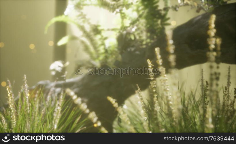 horizontally bending tree trunk with moss and ferns growing on it, and sunlight shining. horizontally bending tree trunk with ferns growing, and sunlight shining