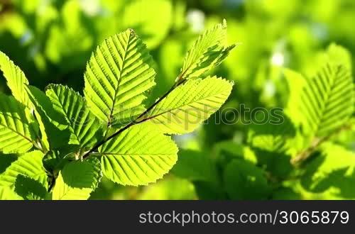Hornbeam leaves in spring