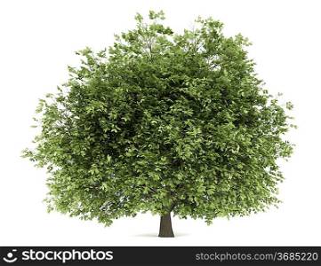 hornbeam tree isolated on white background
