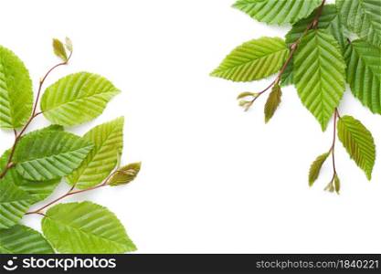 Hornbeam twigs isolated on white background. Empty room for text. Flat lay. View from above. Hornbeam Twigs Isolated On White Background