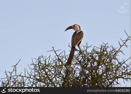 Hornbill on a branch . Hornbill on a branch in Tsavo West Park in Kenya