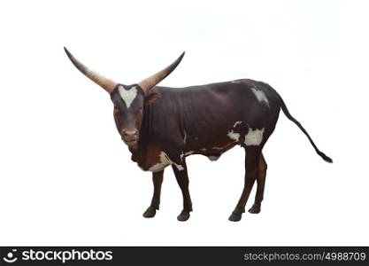 horned african cow in zoo