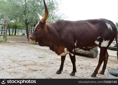 horned african cow in zoo