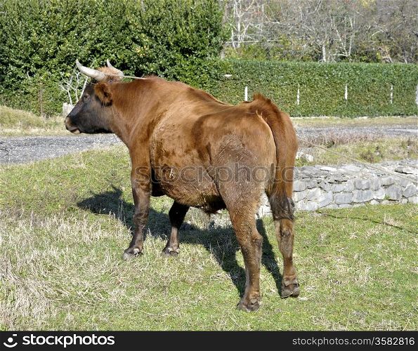 horned bull