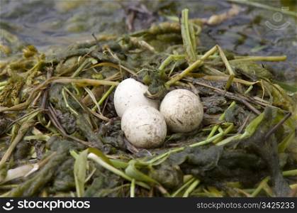 Horned Grebe Eggs in nest Saskatchewan Canada