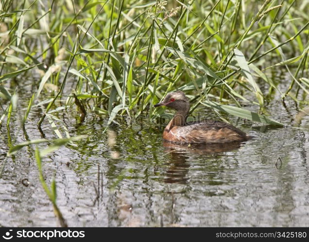 Horned Grebe in Saskatchewan Canada water pond swim