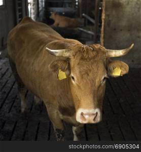 horned limousin cow inside barn on organic farm in the netherlands near utrecht