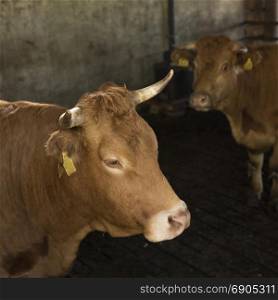 horned limousin cows inside barn on organic farm in the netherlands near utrecht