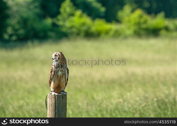 Horned owl looking to the left in green nature