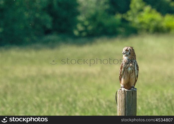 Horned owl sitting on a wooden post on a green field