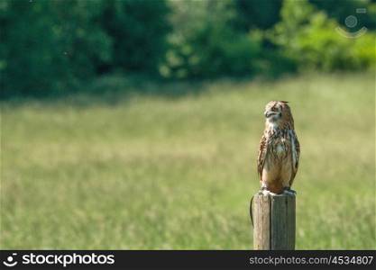 Horned owl sitting on a wooden post on a green field
