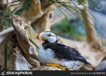 Horned Puffin (Fratercula corniculata), close up shot