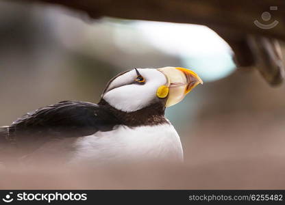 Horned Puffin (Fratercula corniculata), close up shot