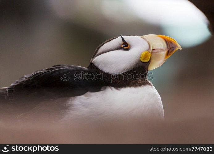 Horned Puffin (Fratercula corniculata), close up shot